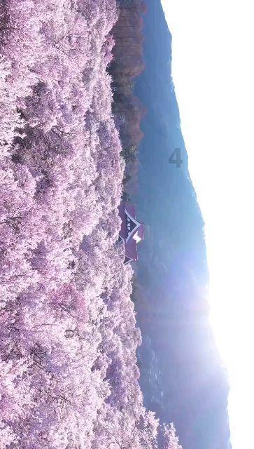 方形射手